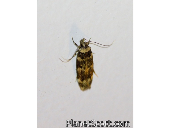 Concealer Moth (Oecophoridae sp)