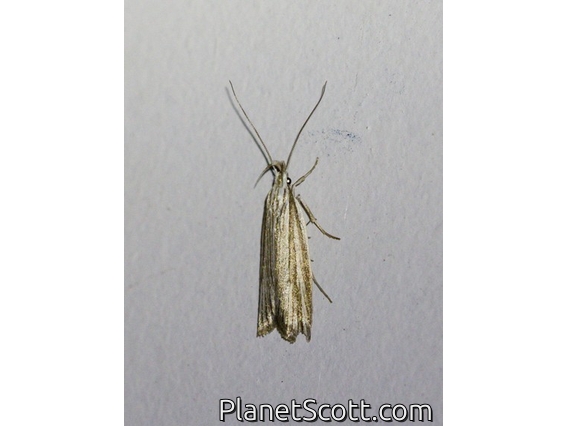 Concealer Moth (Oecophoridae sp)