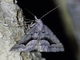 Omega Heath Moth (Dichromodes euscia)