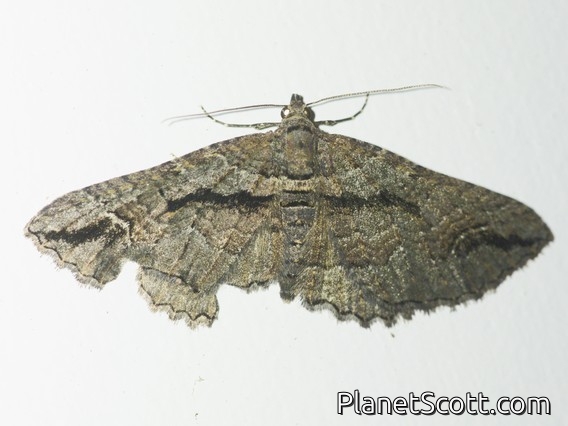 Carpet Moth (Chrysolarentia plagiocausta)