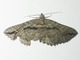 Carpet Moth (Chrysolarentia plagiocausta)