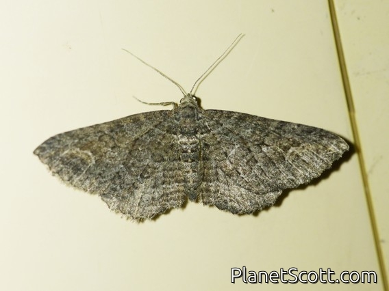 Carpet Moth (Eucymatoge scotodes)