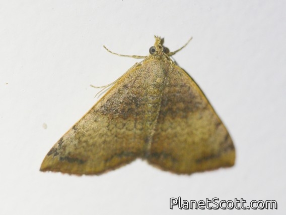 Mecynata Moth (Chrysolarentia mecynata)