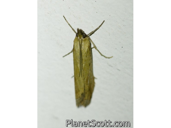 Couchgrass Webworm (Faveria tritalis)