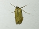 Couchgrass Webworm (Faveria tritalis)
