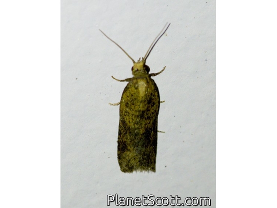 Tortricid Leafroller Moth (Archipini sp)