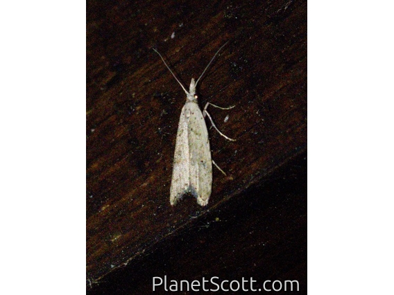 Tortricid Leafroller Moth (Tortricidae sp)