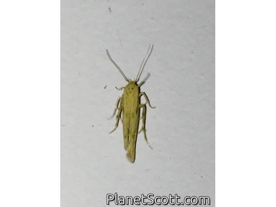 Feather-legged Moth (Stathmopoda sp)