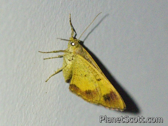 Mecynata Moth (Chrysolarentia mecynata)