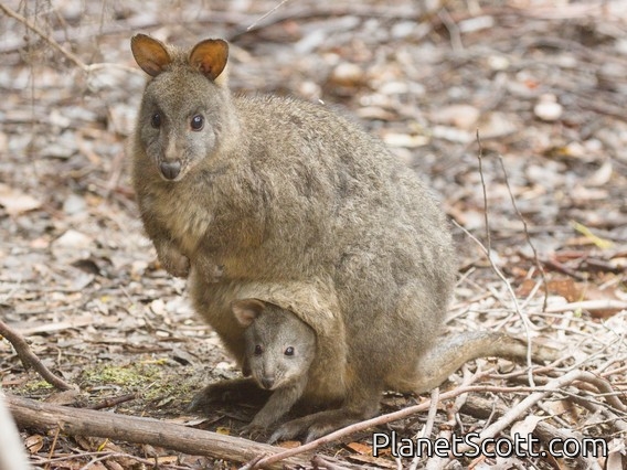 Rufous-bellied Pademelon (Thylogale billardierii)