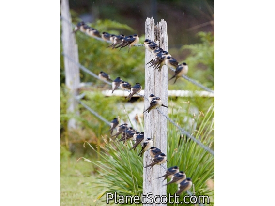 Tree Martin (Petrochelidon nigricans)