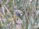Forty-spotted Pardalote (Pardalotus quadragintus)