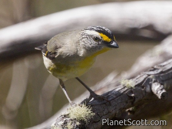 Striated Pardalote (Pardalotus striatus)
