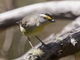 Striated Pardalote (Pardalotus striatus)