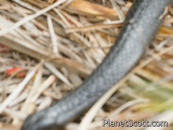 Tiger Snake (Notechis scutatus)