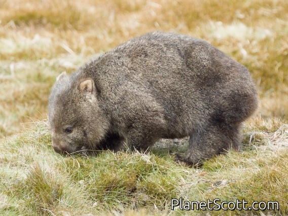 Bare-nosed Wombat (Vombatus ursinus)