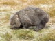 Bare-nosed Wombat (Vombatus ursinus)
