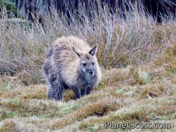 Red-necked Wallaby (Macropus rufogriseus)