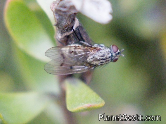 Fly (Helina sp)