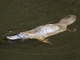 Platypus (Ornithorhynchus anatinus)