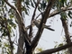 Pallid Cuckoo (Heteroscenes pallidus)