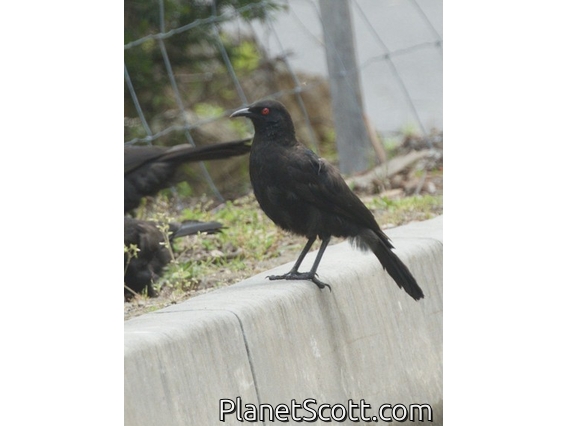 White-winged Chough (Corcorax melanorhamphos)