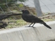 White-winged Chough (Corcorax melanorhamphos)