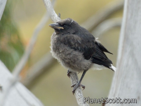 Australian Magpie (Gymnorhina tibicen) - Juvenile