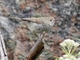 Brown Thornbill (Acanthiza pusilla)