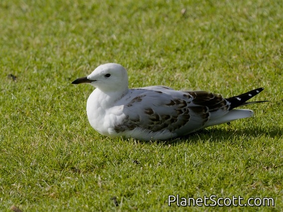 Silver Gull (Chroicocephalus novaehollandiae) - Juvenile
