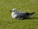 Silver Gull (Chroicocephalus novaehollandiae) - Juvenile