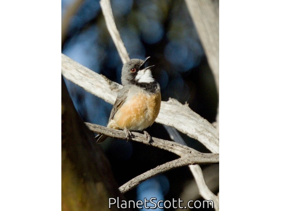 Rufous Whistler (Pachycephala rufiventris)