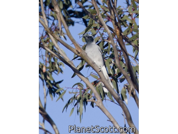 Black-faced Cuckooshrike (Coracina novaehollandiae)