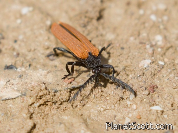 Long-nosed Lycid Beetle (Porrostoma rhipidium)