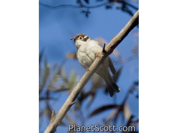 Brown-headed Honeyeater (Melithreptus brevirostris)
