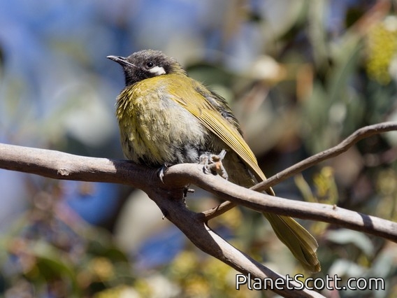 White-eared Honeyeater (Lichenostomus leucotis)