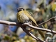 White-eared Honeyeater (Nesoptilotis leucotis)