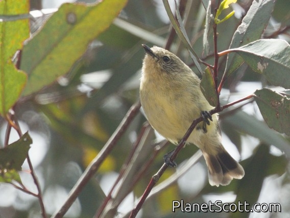 Yellow Thornbill (Acanthiza nana)