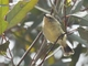 Yellow Thornbill (Acanthiza nana)