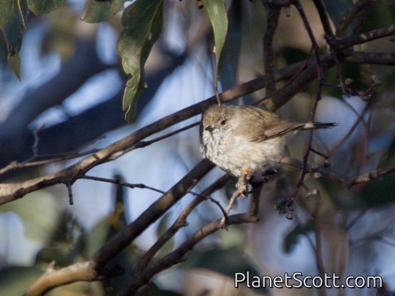 Inland Thornbill (Acanthiza apicalis)