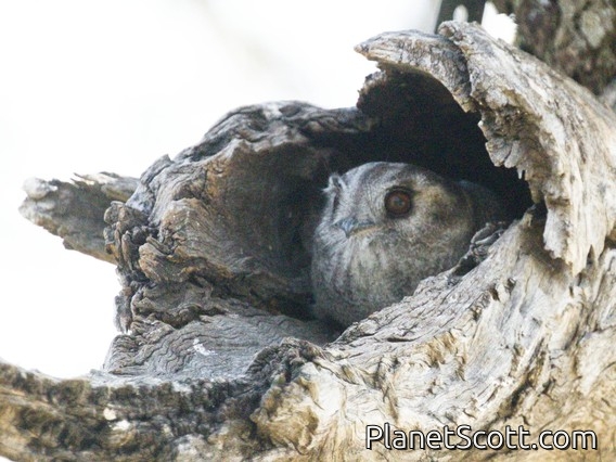 Australian Owlet-nightjar (Aegotheles cristatus)