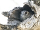 Australian Owlet-nightjar (Aegotheles cristatus)