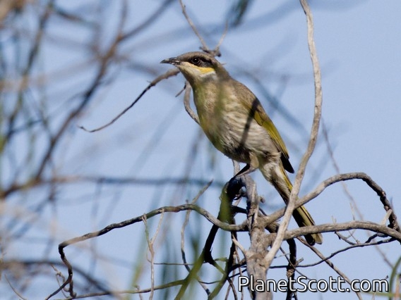 Singing Honeyeater (Gavicalis virescens)