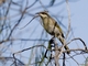Singing Honeyeater (Gavicalis virescens)