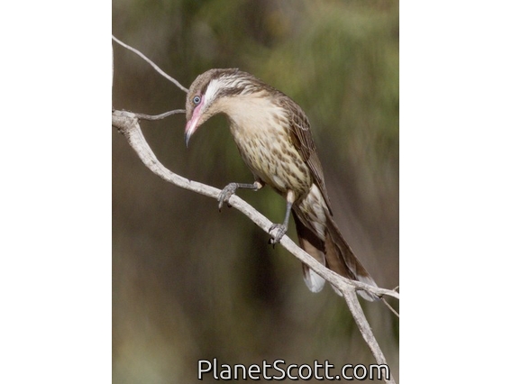 Spiny-cheeked Honeyeater (Acanthagenys rufogularis)