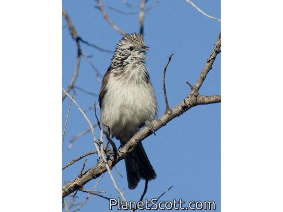 Striped Honeyeater (Plectorhyncha lanceolata)