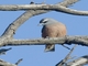 White-browed Woodswallow (Artamus superciliosus) - Female