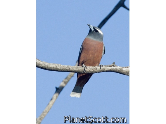 White-browed Woodswallow (Artamus superciliosus) - Male