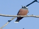 White-browed Woodswallow (Artamus superciliosus) - Male