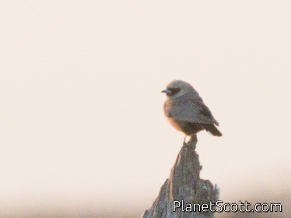 Black-faced Woodswallow (Artamus cinereus)